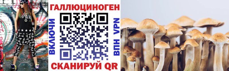 что такое   Дорогобуж  Галлюциногенные грибы Psilocybe 